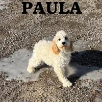 Paula, a female Cockapoo for sale in New Richland, MN – Photo 4 of 4
