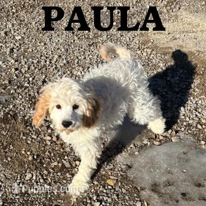 Paula