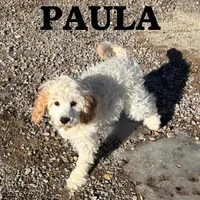 Paula, a female Cockapoo for sale in New Richland, MN – Photo 1 of 4