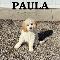 Paula, a female Cockapoo for sale in New Richland, MN – Photo 2 of 4