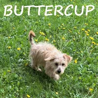 Buttercup, a female Yorkipoo for sale in New Richland, MN – 3 of 4