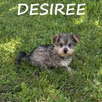 Desiree, a female Miniature Schnauzer and Yorkshire Terrier for sale in New Richland, MN – 3 of 3