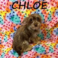 Chole, a female Miniature Schnauzer and Yorkshire Terrier for sale in New Richland, MN – Photo 3 of 3