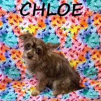 Chole, a female Miniature Schnauzer and Yorkshire Terrier for sale in New Richland, MN – Photo 2 of 3