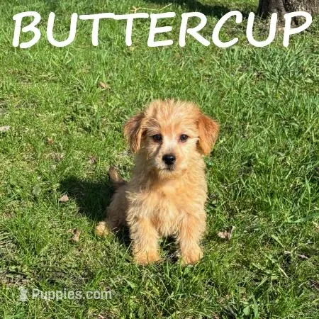 Buttercup – Yorkipoo puppy for sale in New Richland, MN