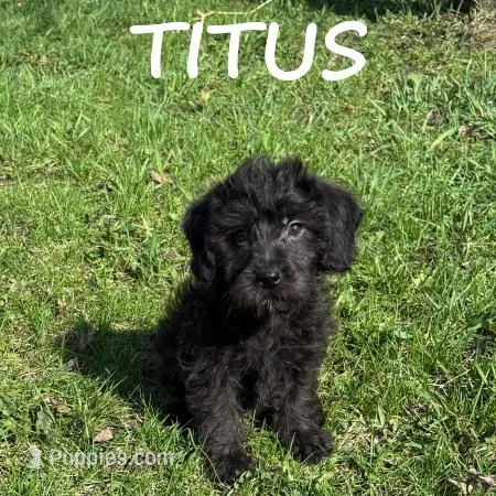 Titus – Yorkipoo puppy for sale in New Richland, MN
