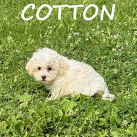 Cotton, a male Shihpoo for sale in New Richland, MN – 3 of 3