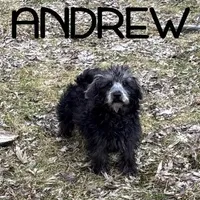 Andrew Neutered, a male Schnoodle for sale in New Richland, MN – Photo 4 of 4