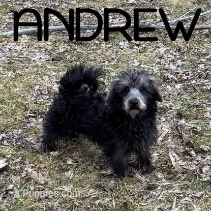 Andrew Neutered – Schnoodle puppy for sale in New Richland, MN