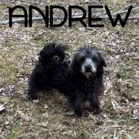 Andrew Neutered, a male Schnoodle for sale in New Richland, MN – Photo 1 of 4