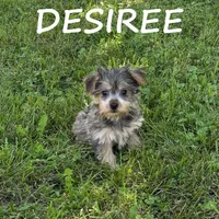 Desiree, a female Miniature Schnauzer and Yorkshire Terrier for sale in New Richland, MN – 2 of 3