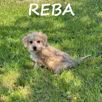 Reba, a female Miniature Schnauzer and Yorkshire Terrier for sale in New Richland, MN – 3 of 3