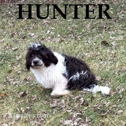 Hunter – Shihpoo puppy for sale in New Richland, MN