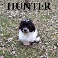 Hunter, a male Shihpoo for sale in New Richland, MN – Photo 2 of 3