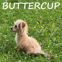 Buttercup, a female Yorkipoo for sale in New Richland, MN – 4 of 4