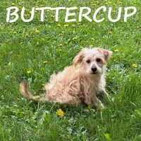 Buttercup, a female Yorkipoo for sale in New Richland, MN – 2 of 4
