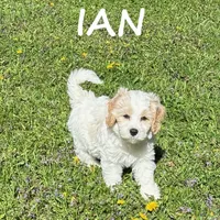Ian, a male Cockapoo for sale in New Richland, MN – 3 of 3