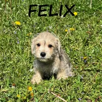 Felix, a male Schnoodle for sale in New Richland, MN – 3 of 3