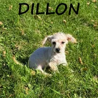 Dillon, a male Yorkipoo for sale in New Richland, MN – 3 of 3