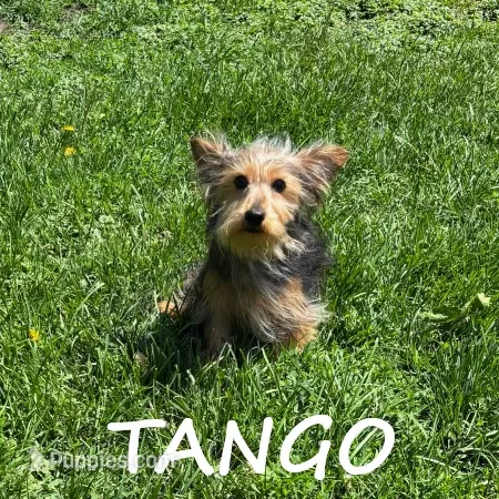 Tango – Yorkipoo puppy for sale in New Richland, MN