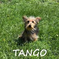 Tango, a male Yorkipoo for sale in New Richland, MN – 1 of 3
