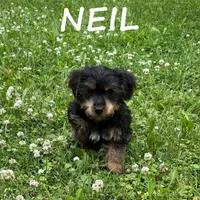 Neil, a male Yorkipoo for sale in New Richland, MN – 2 of 3