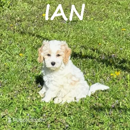 Ian – Cockapoo puppy for sale in New Richland, MN