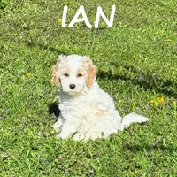 Ian, a male Cockapoo for sale in New Richland, MN – 1 of 3