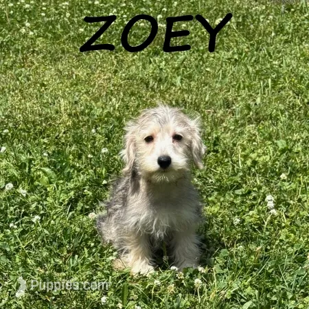 Zoey – Schnoodle puppy for sale in New Richland, MN