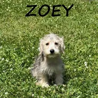 Zoey, a female Schnoodle for sale in New Richland, MN – 1 of 3
