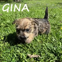Gina, a female Cairn Terrier and Bichpoo for sale in New Richland, MN – 2 of 4