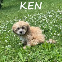 Ken, a male Shihpoo for sale in New Richland, MN – 3 of 3