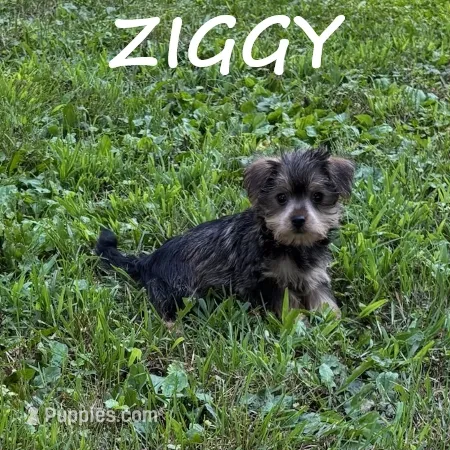 Ziggy – Miniature Schnauzer, Yorkshire Terrier puppy for sale in New Richland, MN