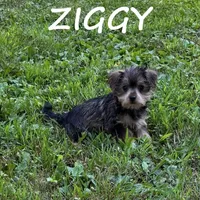 Ziggy, a male Miniature Schnauzer and Yorkshire Terrier for sale in New Richland, MN – 1 of 3