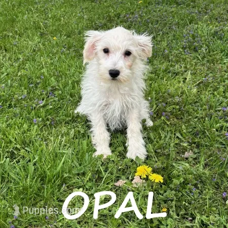 Opal – Schnoodle puppy for sale in New Richland, MN