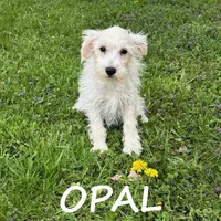 Opal, a female Schnoodle for sale in New Richland, MN – 1 of 3