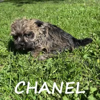 Chanel, a female Cairn Terrier and Bichpoo for sale in New Richland, MN – 4 of 4