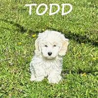 Todd, a male Cockapoo for sale in New Richland, MN – 2 of 3