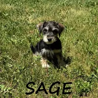 Sage, a female Schnoodle for sale in New Richland, MN – 2 of 3