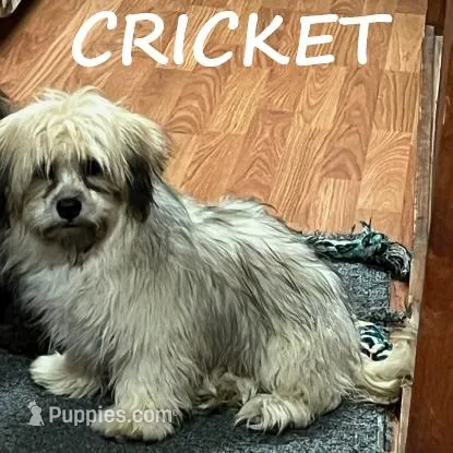 Cricket Neutered – Shihpoo puppy for sale in New Richland, MN