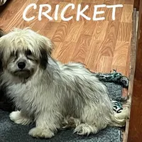 Cricket Neutered, a male Shihpoo for sale in New Richland, MN – Photo 1 of 4