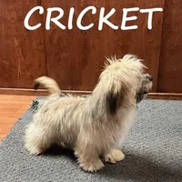 Cricket Neutered, a male Shihpoo for sale in New Richland, MN – Photo 4 of 4