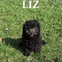Liz, a female Shihpoo for sale in New Richland, MN – Photo 2 of 3