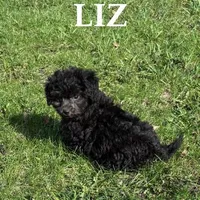 Liz, a female Shihpoo for sale in New Richland, MN – Photo 3 of 3