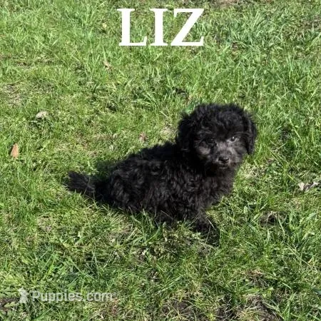 Liz – Shihpoo puppy for sale in New Richland, MN