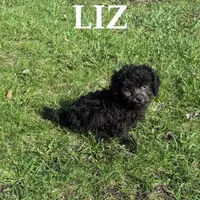 Liz, a female Shihpoo for sale in New Richland, MN – Photo 1 of 3