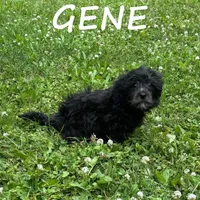 Gene, a male Shihpoo for sale in New Richland, MN – 2 of 3