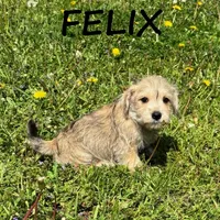 Felix, a male Schnoodle for sale in New Richland, MN – 2 of 3