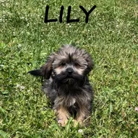 Lily, a female Shorkie for sale in New Richland, MN – 2 of 3