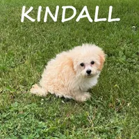Kindall, a female Shihpoo for sale in New Richland, MN – 2 of 3